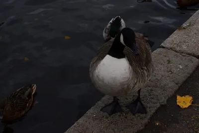 DSC_0525 (Large).JPG